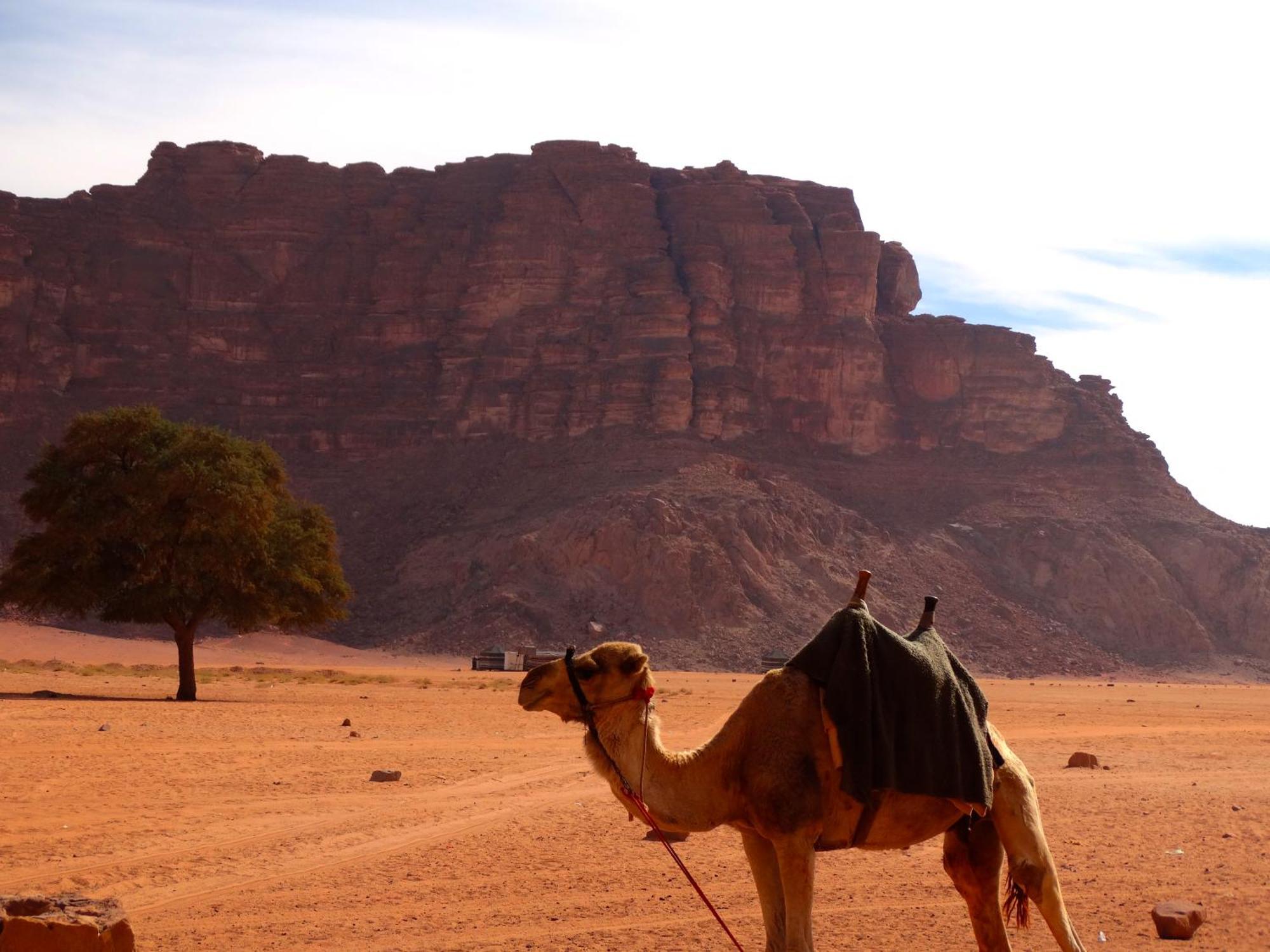 Wadi Rum View Camp Exteriér fotografie